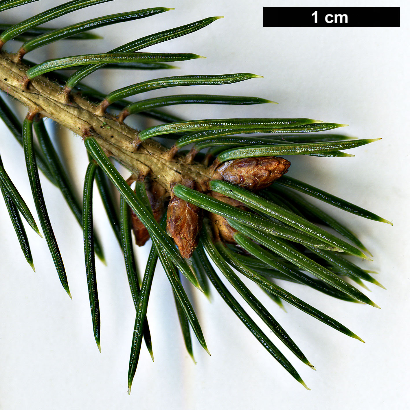 High resolution image: Family: Pinaceae - Genus: Picea - Taxon: koraiensis - SpeciesSub: var. pungsanensis